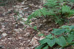 Rugel's Indianplantain <BR>Rugel's ragwort